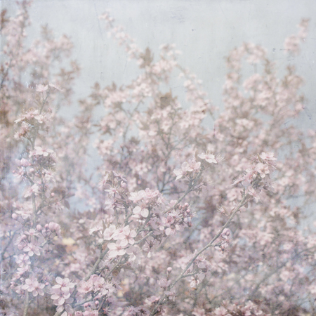 Cherry Blossoms